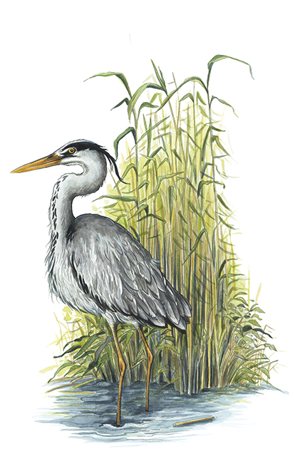 Illustration av fågeln gråhäger
