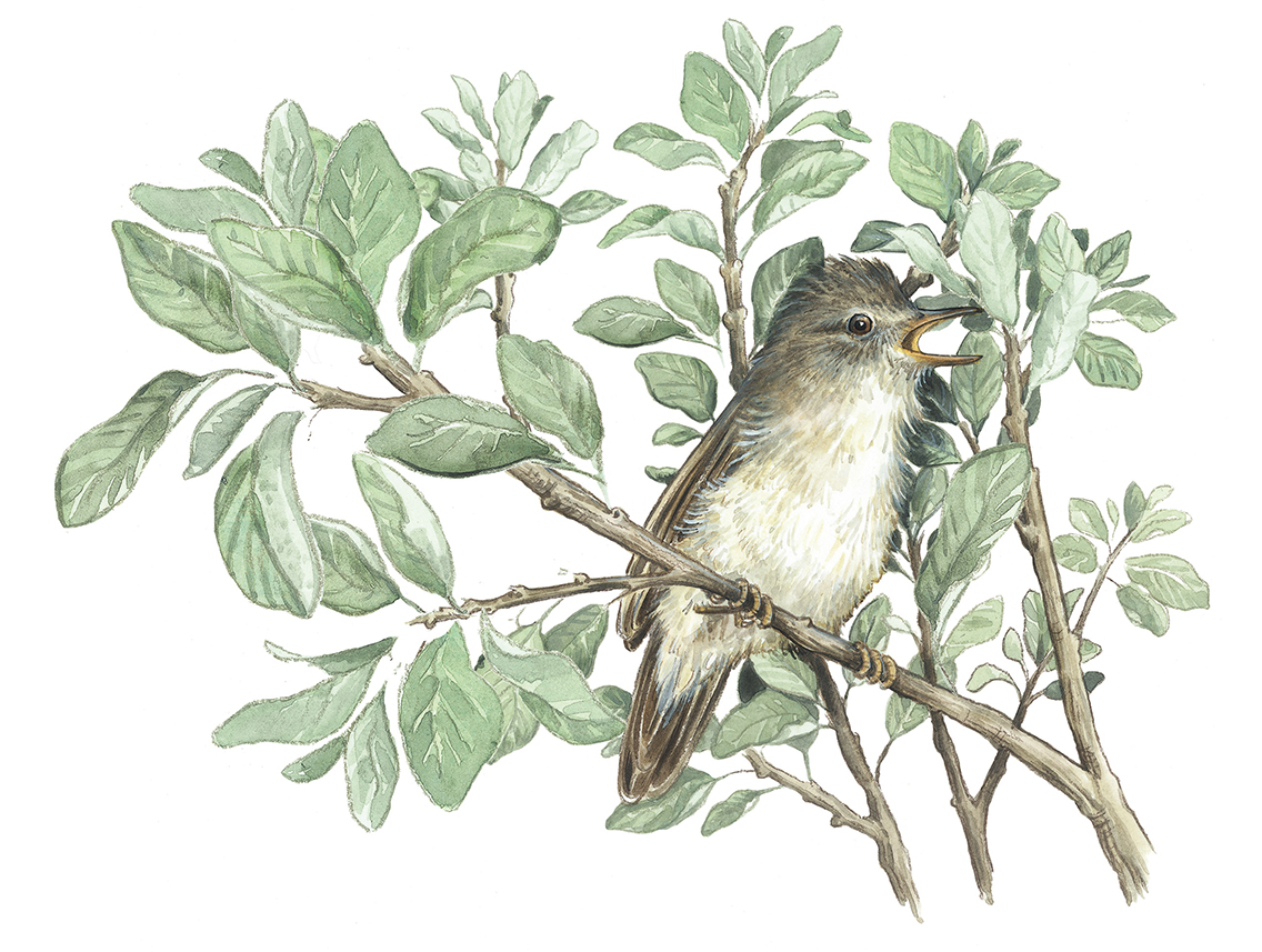 Illustration av fågeln kärrsångare