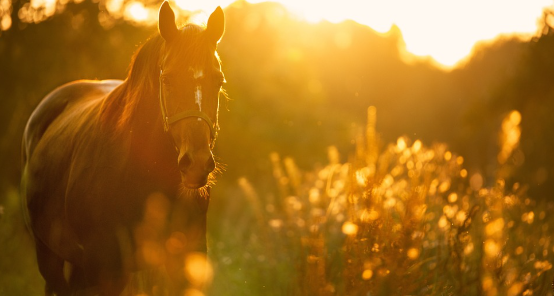 Häst på äng i motljus i solnedgång.