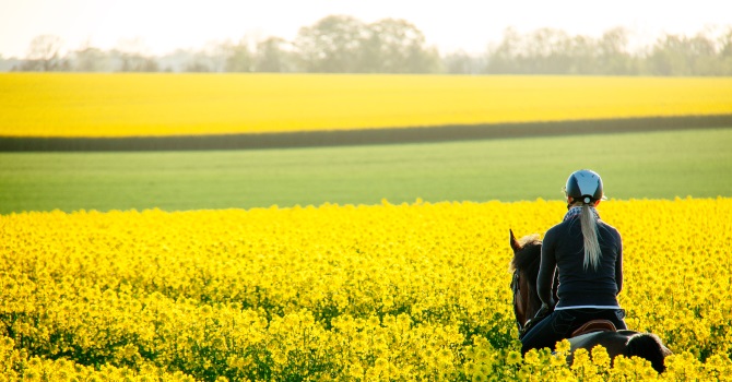 Flicka som rider på en häst genom ett gult rapsfält